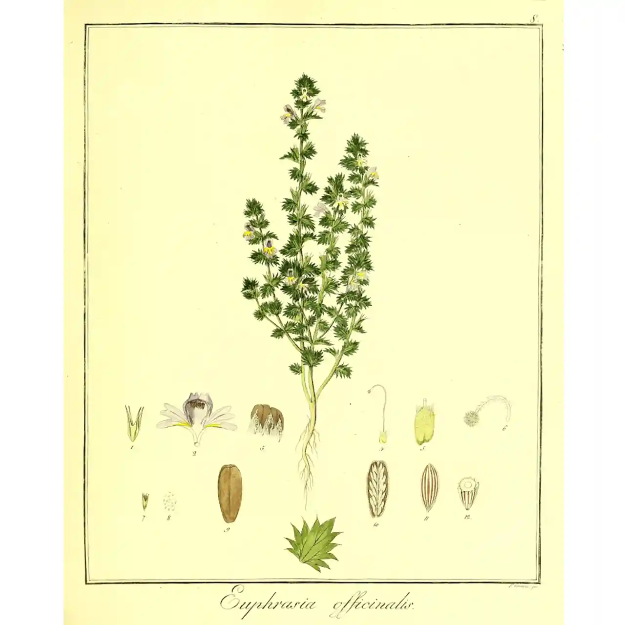 Ongetroost - Euphrasia officinalis - Biologische tekeningen