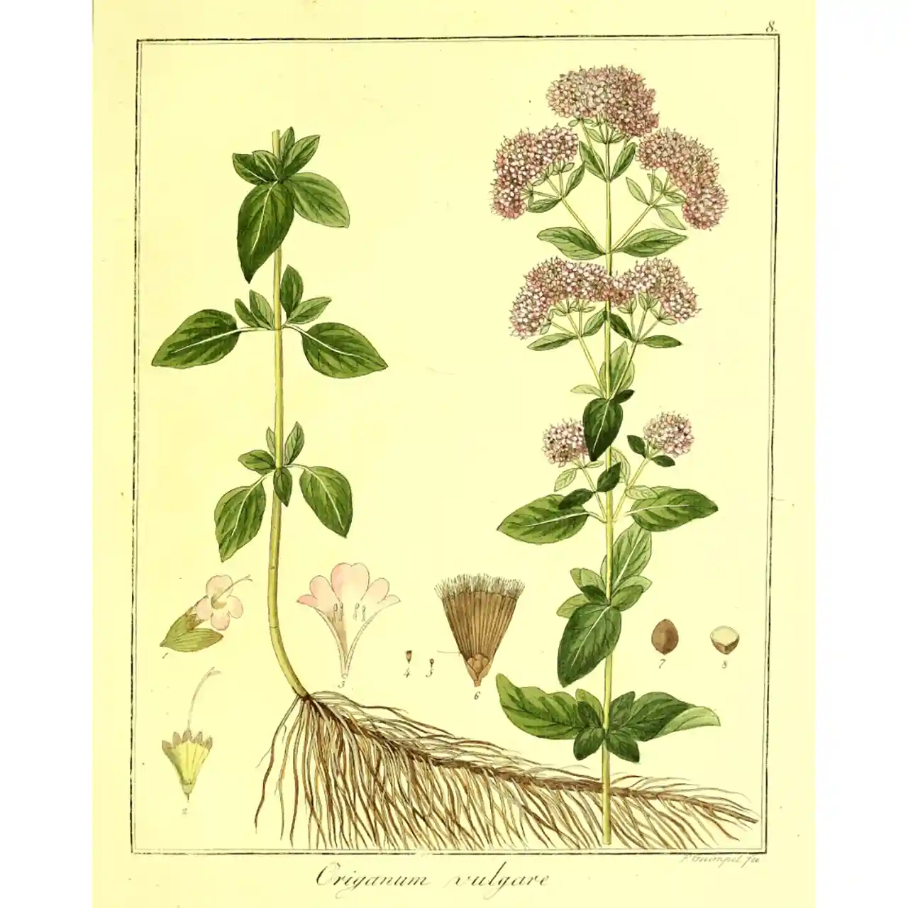 Oregano - Origanum vulgare - Biologische tekeningen