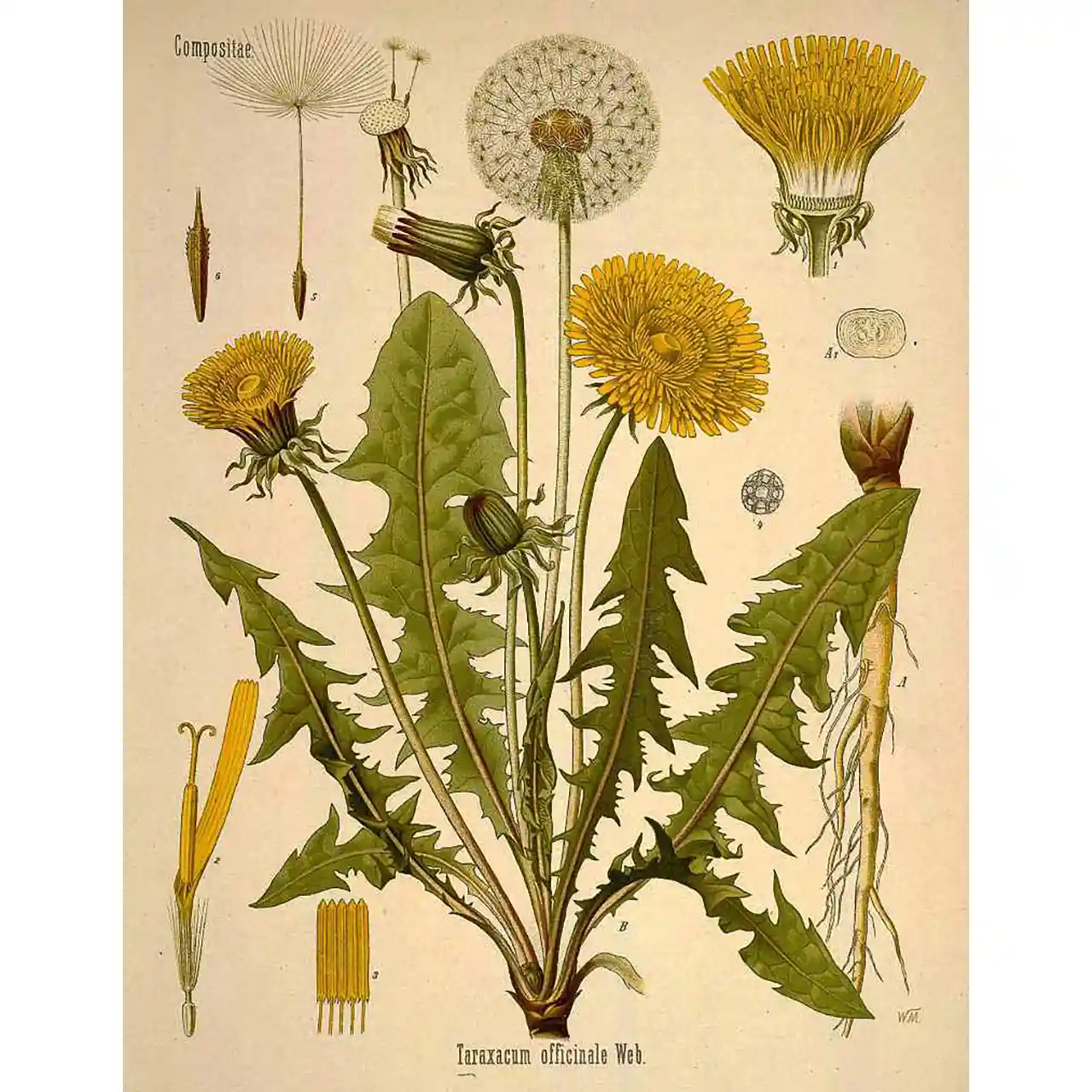 Paardenbloem - Taraxacum officinale - Biologische tekeningen