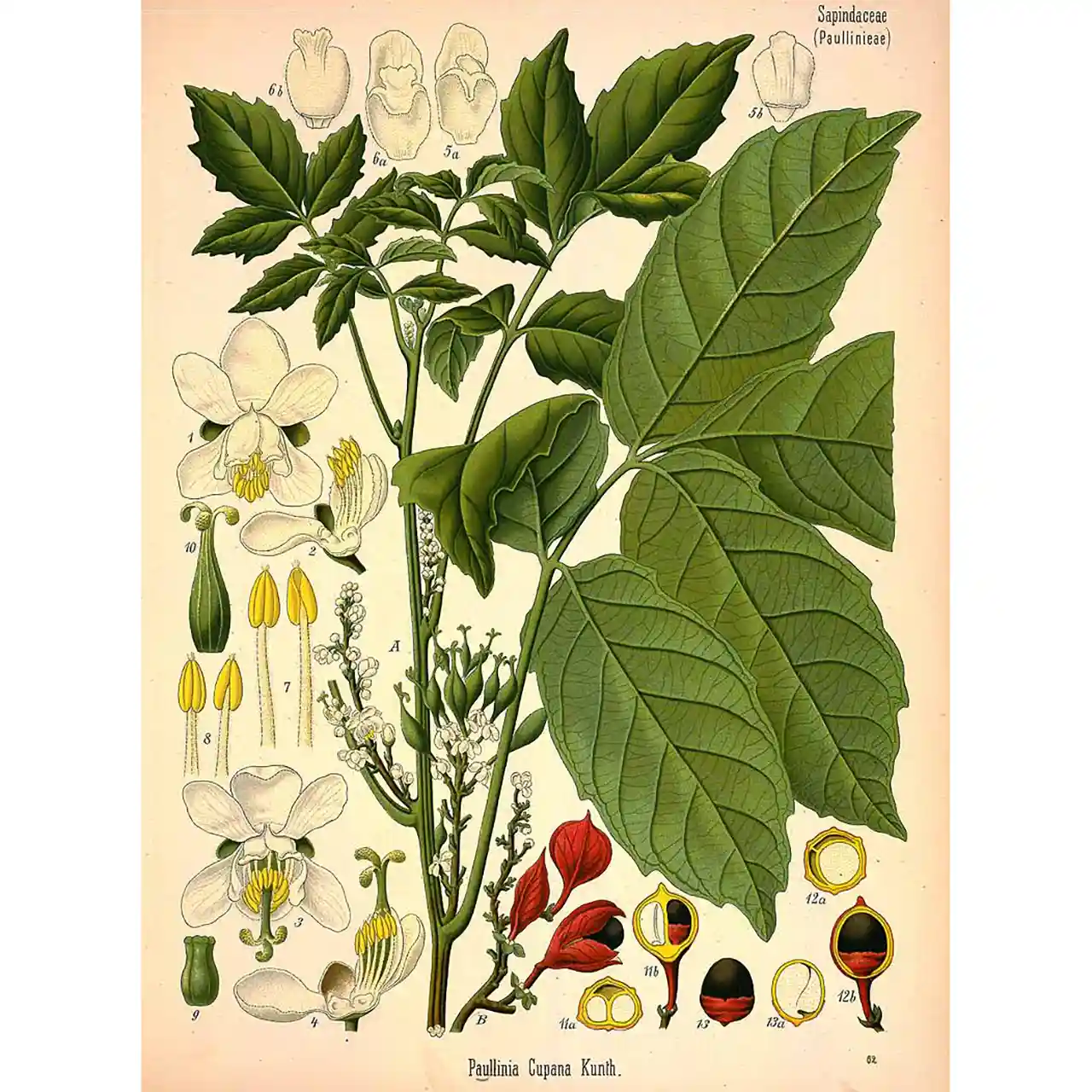 Guarana - Paullinia cupana - Biologische tekeningen