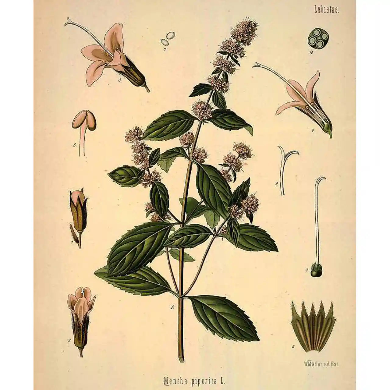 Pepermunt - Mentha piperita - Biologische tekeningen