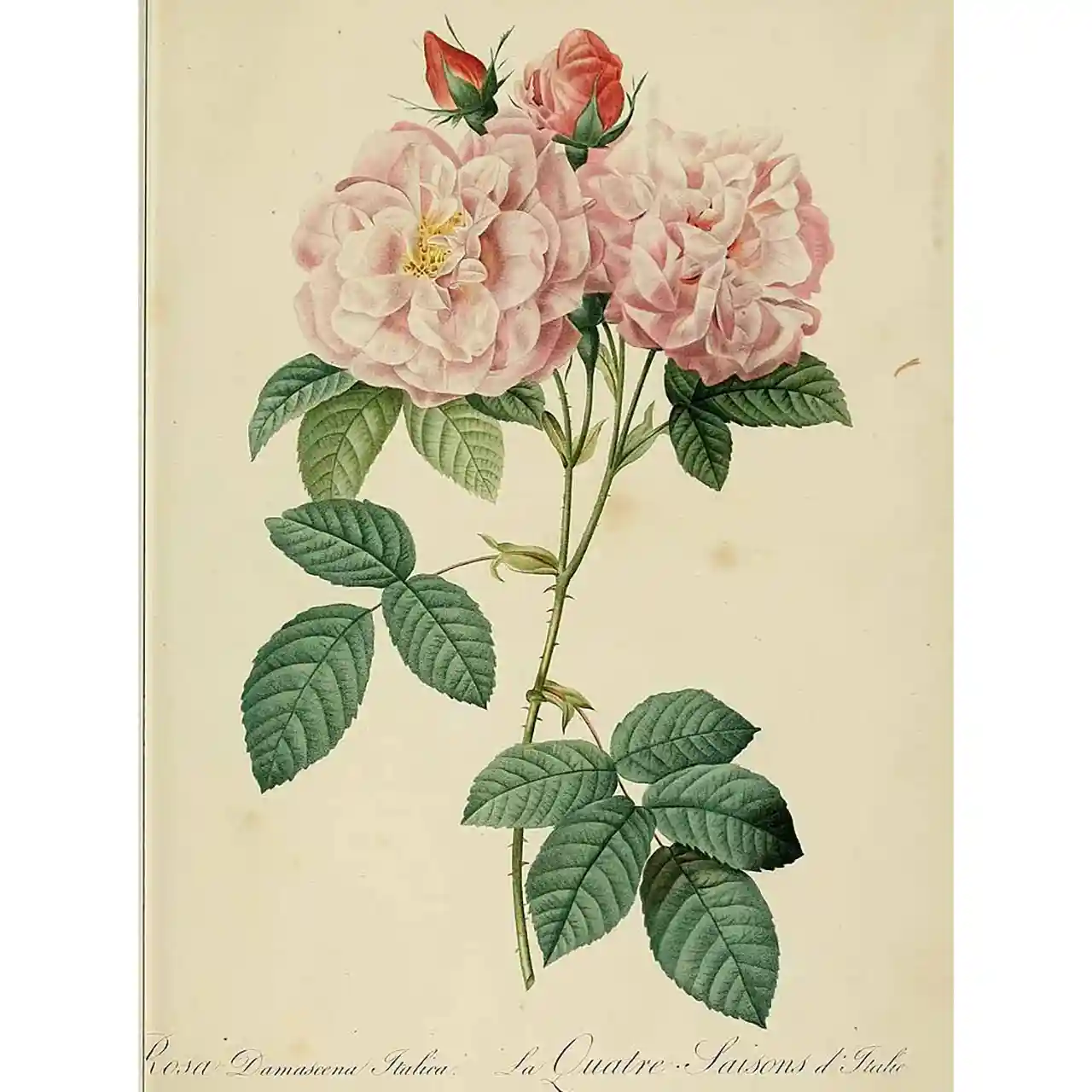 Roos - Rosa damascena - Biologische tekeningen