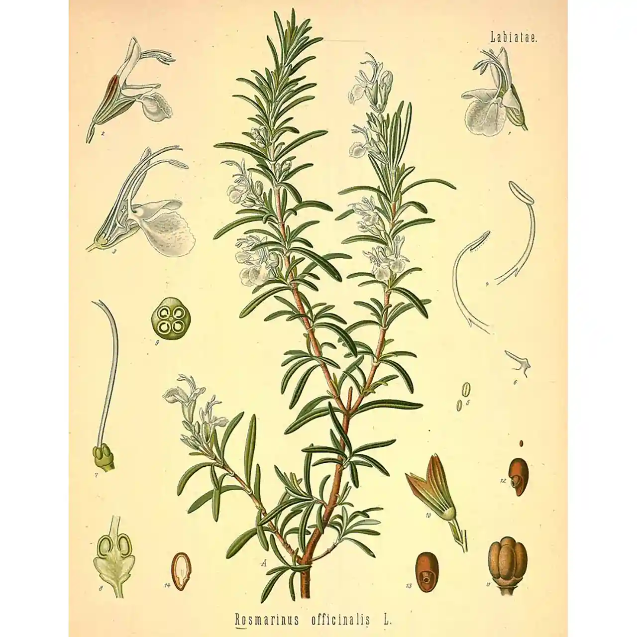 Rozemarijn - Rosmarinus officinalis - Biologische tekeningen