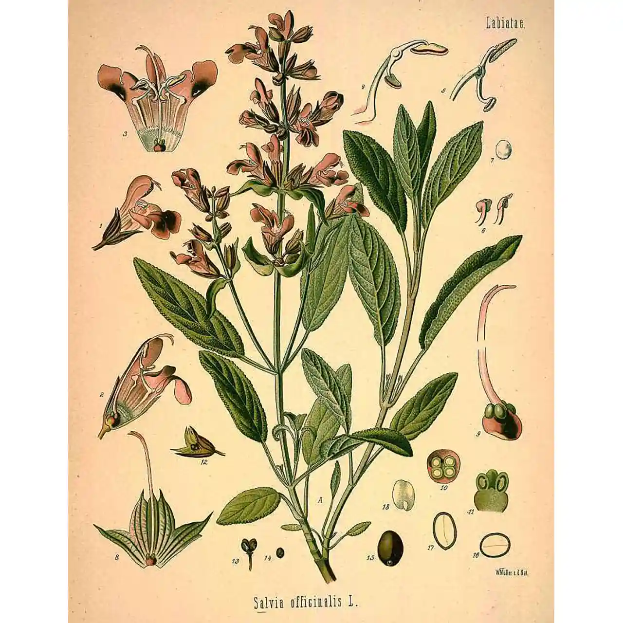 Salie - Salvia officinalis - Biologische tekeningen