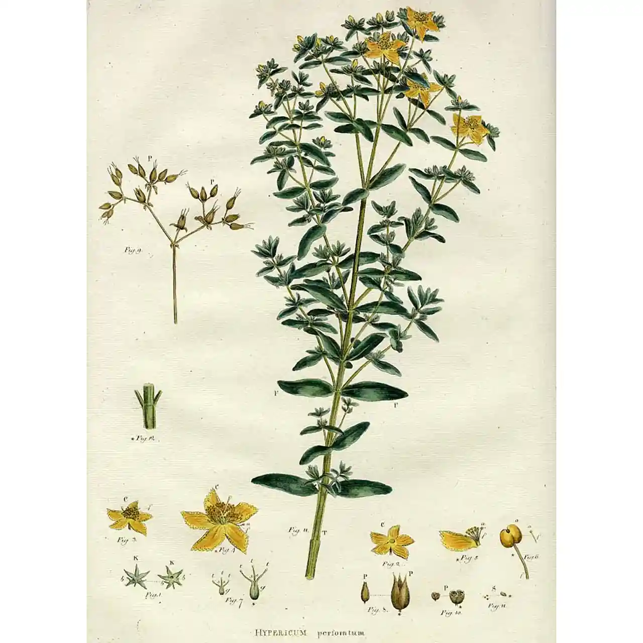 Sint-Janskruid - Hypericum perforatum - Biologische tekeningen
