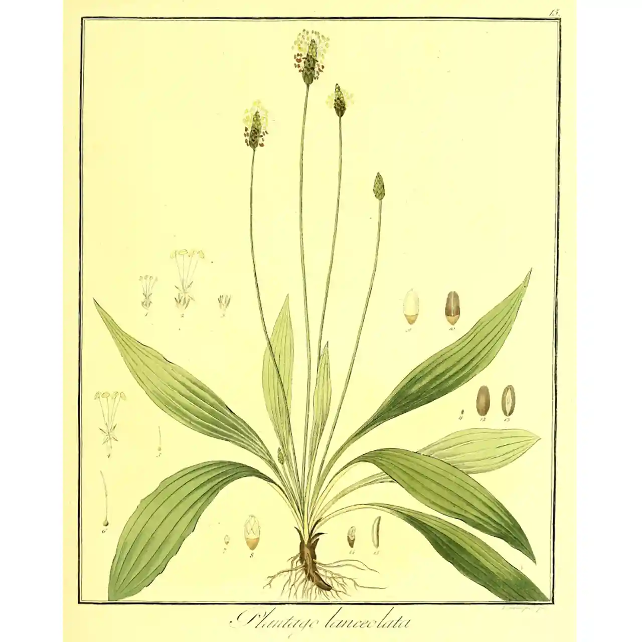 Smalle weegbree - Plantago lanceolata - Biologische tekeningen