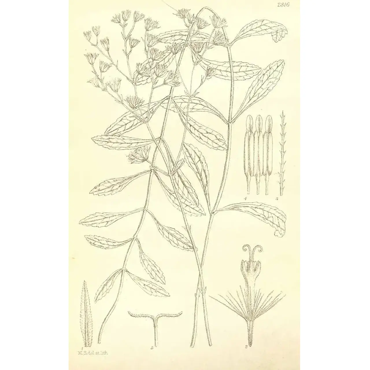 Stevia - Stevia rebaudiana - Botanische tekeningen