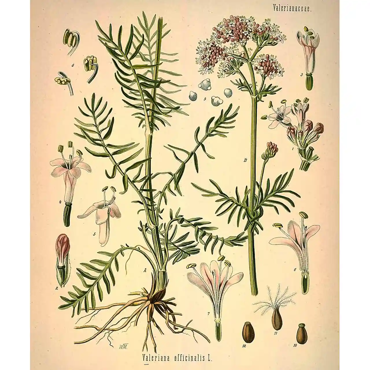 Valeriaan - Valeriana officinalis - Botanische tekeningen