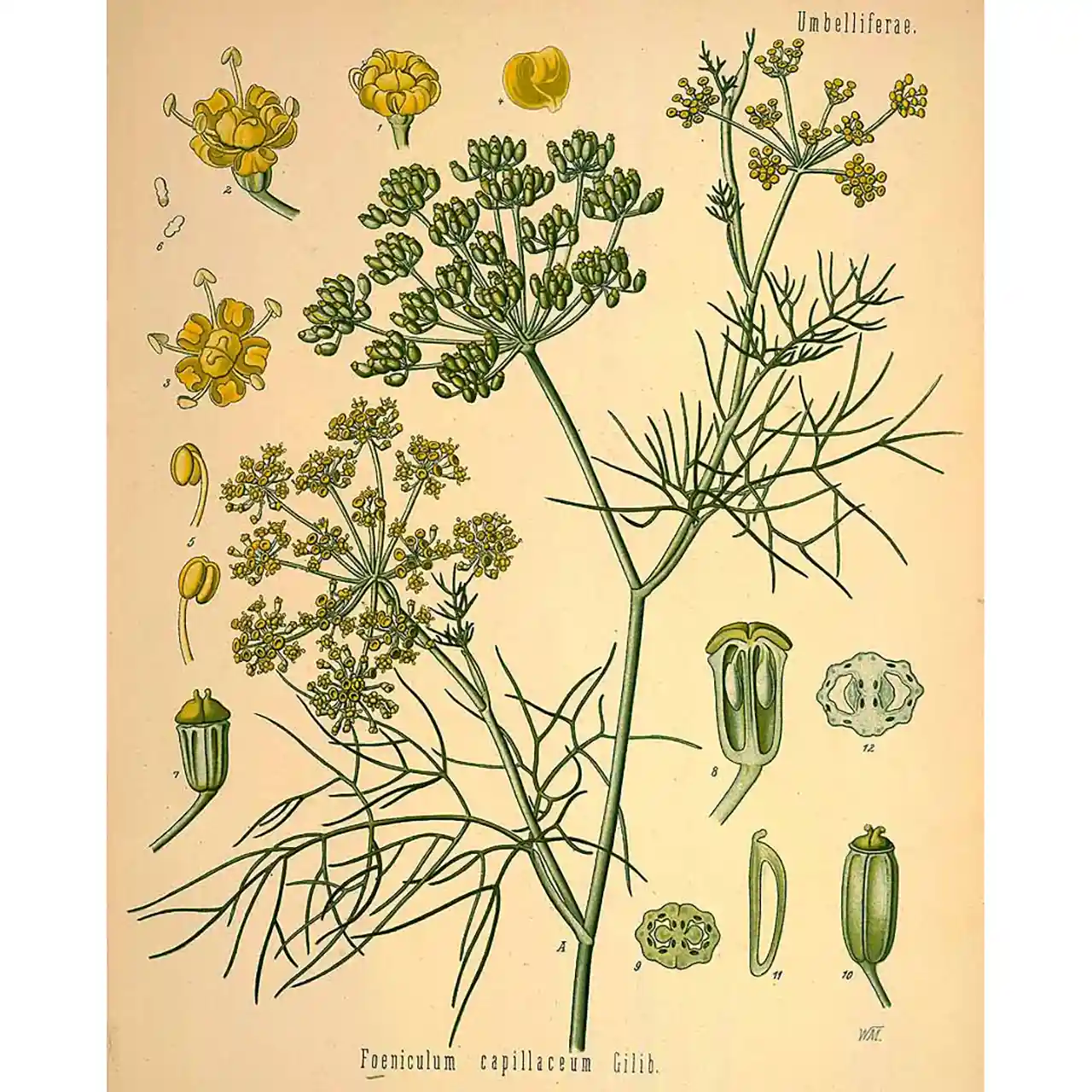 Venkel - Foeniculum vulgare - Botanische tekeningen