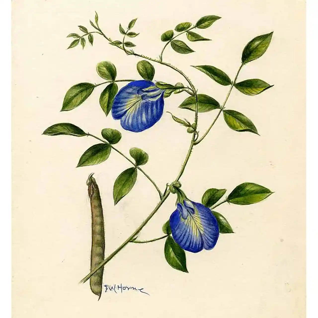 Vliendererwt - Clitoria ternatea - Botanische tekeningen