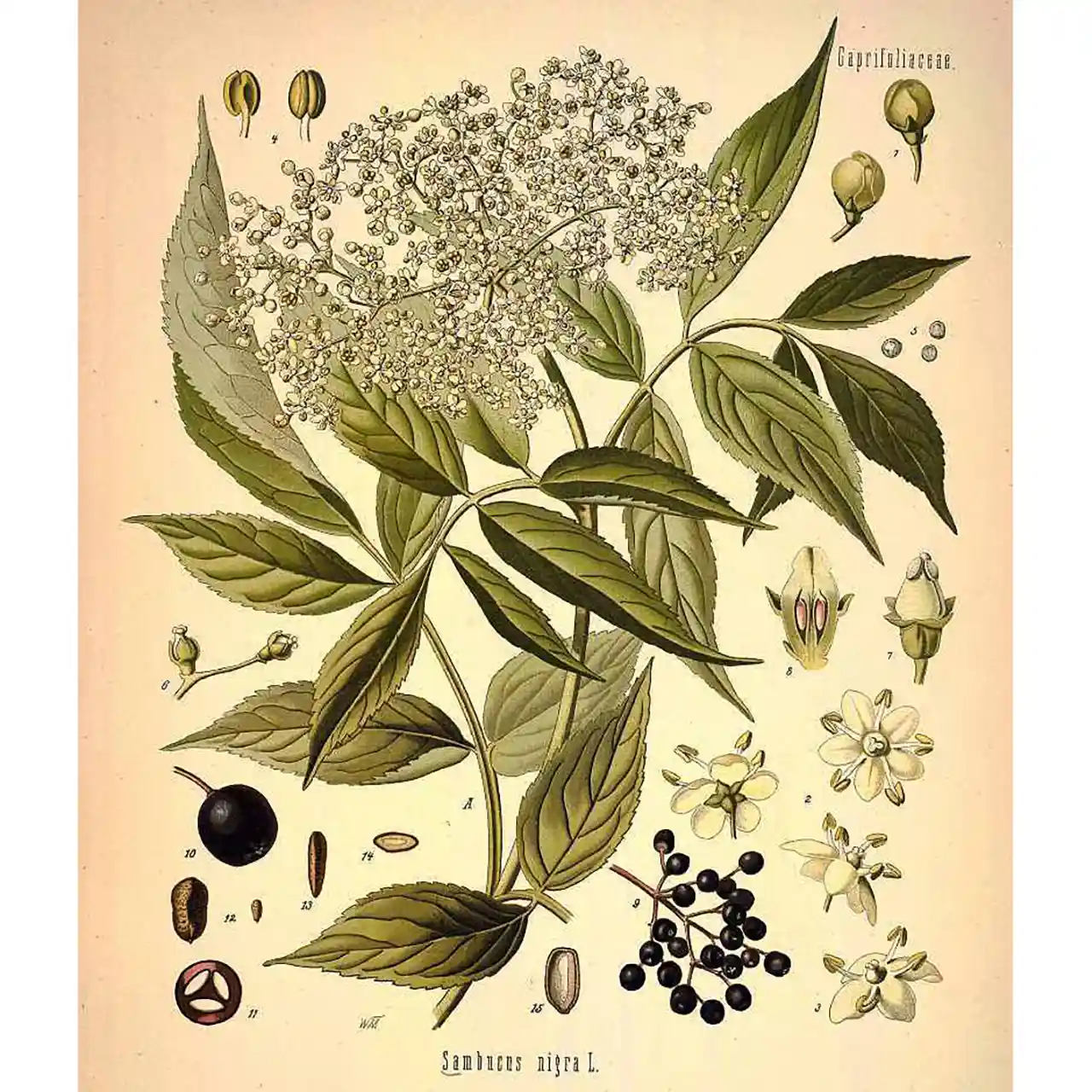 Vlier - Sambucus nigra - Botanische tekeningen