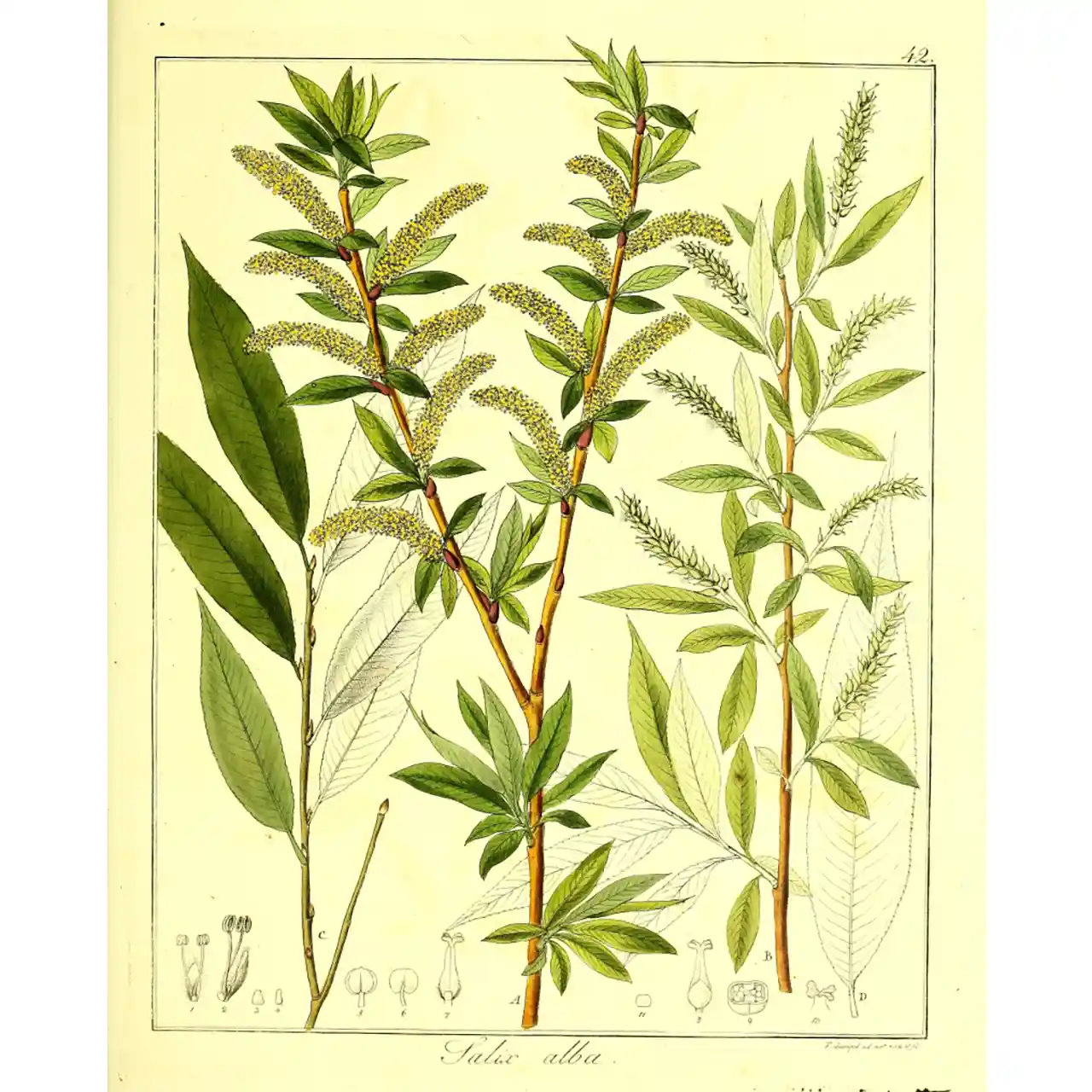 Witte wilgenbast - Salix alba - Botanische tekeningen