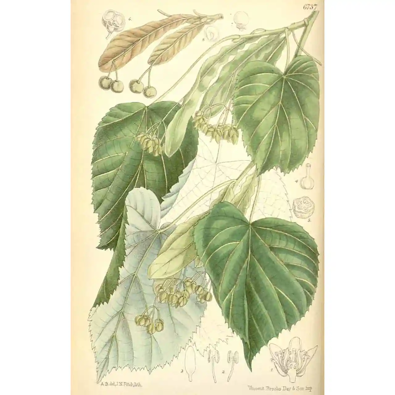 Zilverlinde - Tilla tomentosa - Botanische tekeningen