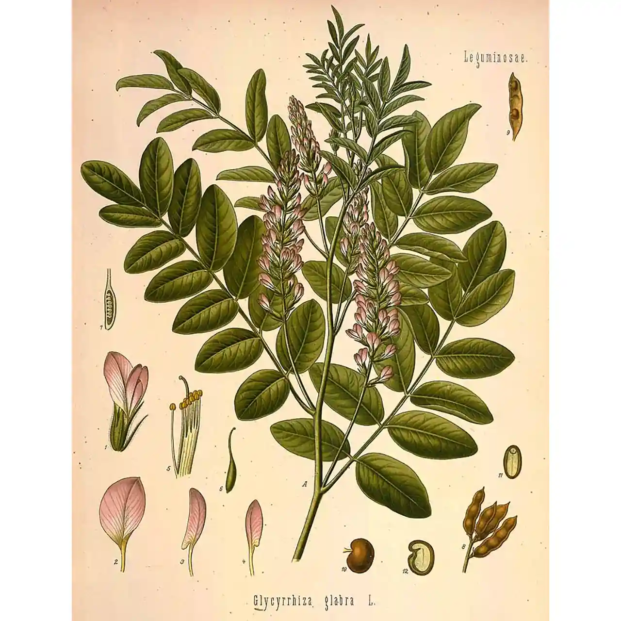 Zoethout - Glycyrrhiza glabra - Botanische tekeningen
